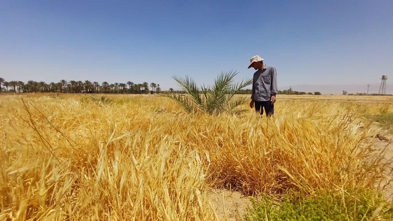 موقوفه جهاد و مقاومت طبس گلشن