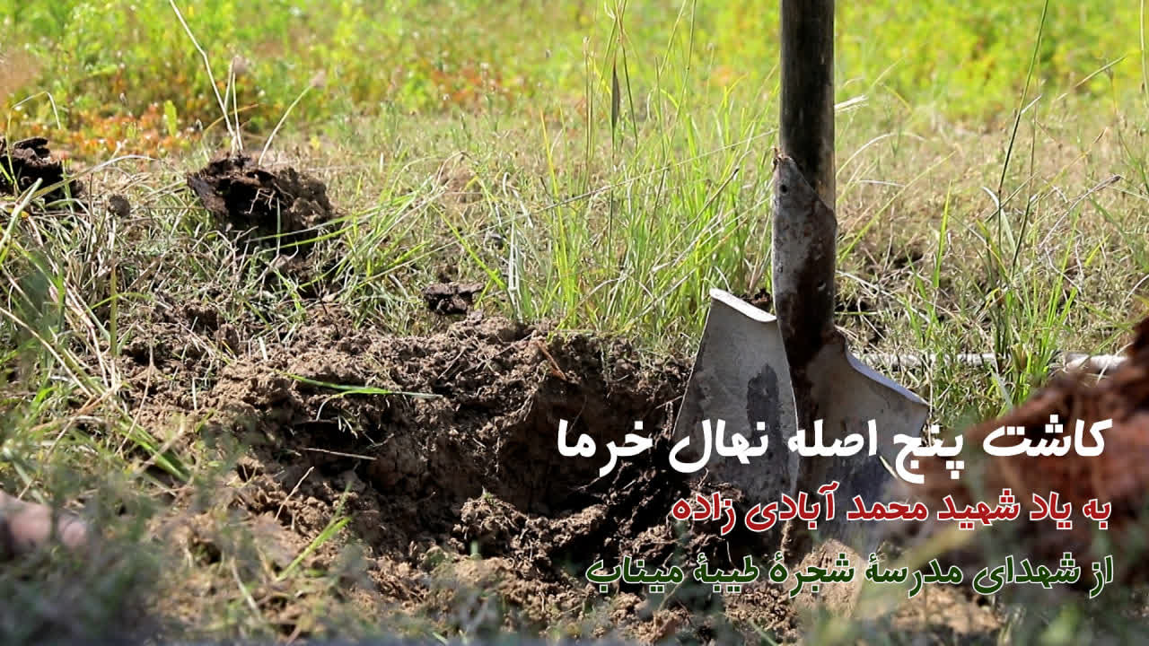 کاشت نهال خرما به یاد شهید محمد آبادی زاده